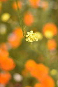 Close-up of orange flowering plant