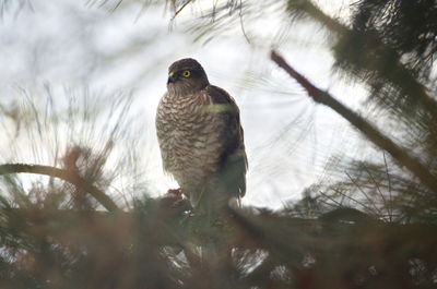 Close-up of bird perching on branch