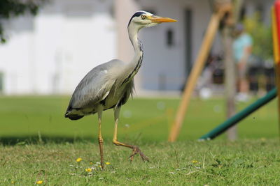 View of a bird on field