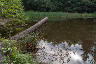 Dead tree in lake