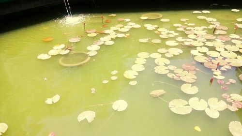 Close up of water lily in pond