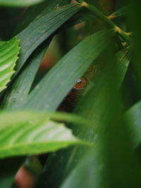 Close-up of monkey on leaf
