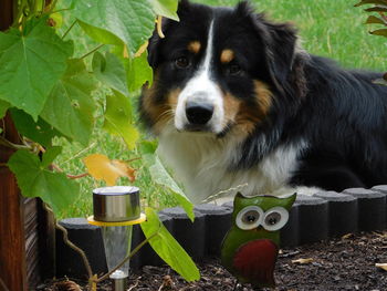 Portrait of dog on field