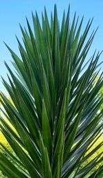 Close-up of palm tree against sky