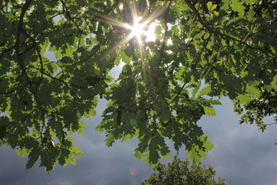 Low angle view of sunlight streaming through tree