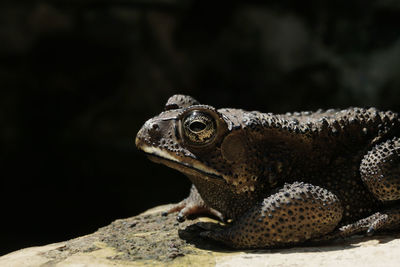 Close-up of lizard on rock