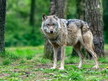 Portrait of an animal on field