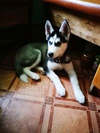 High angle view of dog relaxing on hardwood floor