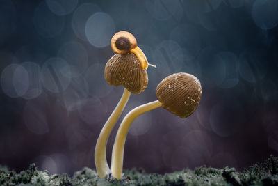 Close-up of snail on mushroom at forest