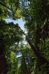 Low angle view of trees in forest