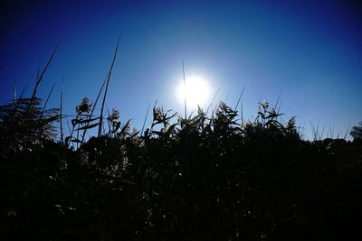 Low angle view of sun shining through trees