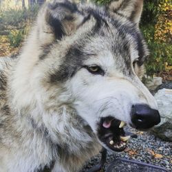 Close-up of dog looking away