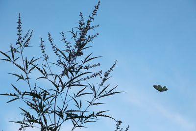 Low angle view of bird flying against the sky