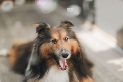 Close-up portrait of dog sticking out tongue