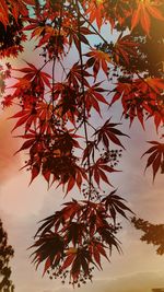 Low angle view of autumnal tree against sky during sunset