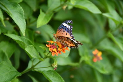 Close-up of butterfly pollinating on flower