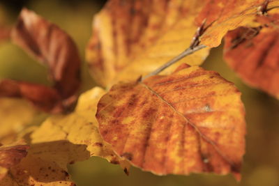 Close-up of dry autumn leaf