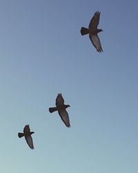 Low angle view of birds flying in sky