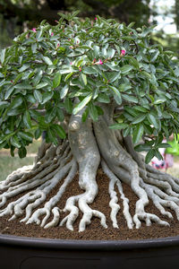 Close-up of statue in garden