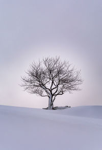 Bare tree on snow covered landscape against clear sky