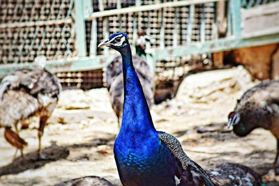 Close-up of a peacock