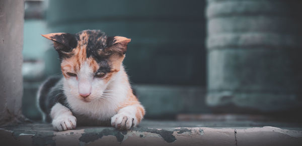 Close-up portrait of cat sitting outdoors