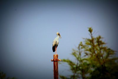 Low angle view of birds perching on railing