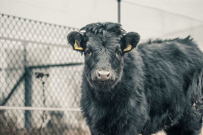 Three quarter front view of calf