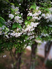 Low angle view of fresh flowers on tree