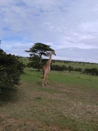 Horse standing on field against sky