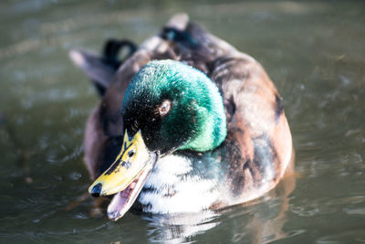 Close-up of a duck in a lake