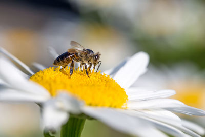 Close-up of bee pollinating on white flower