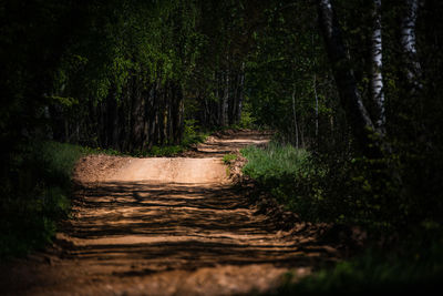 Road amidst trees in forest