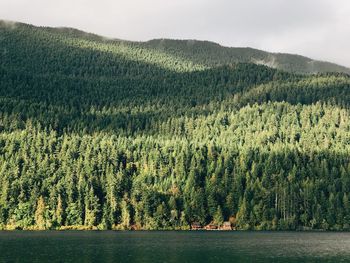 Scenic view of lake in forest against sky