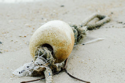 Close-up of shell on sand