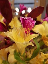 Close-up of pink flowers