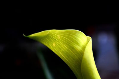 Close-up of plant