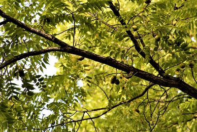 Low angle view of tree leaves in forest