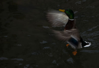 Duck swimming in lake
