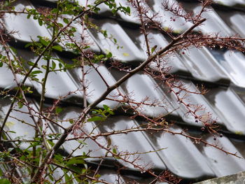 Close-up of ivy on tree