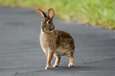 Close-up of rabbit