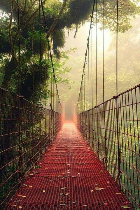 the way forward, railing, tree, water, diminishing perspective, footbridge, tranquility, vanishing point, footpath, bridge - man made structure, sunlight, nature, walkway, built structure, connection, beauty in nature, growth, tranquil scene, scenics, narrow