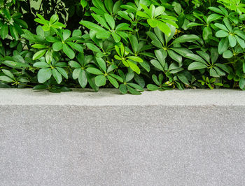 High angle view of plants by road