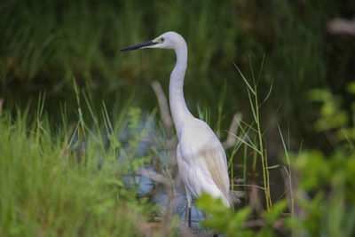 View of a bird on land