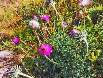 Purple flowers blooming outdoors