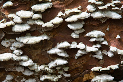 Close-up of mushrooms on wood during winter