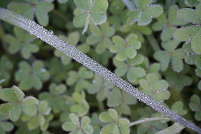 Close-up of wet plant during winter