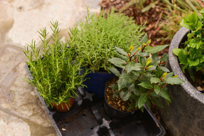 Close-up of potted plants