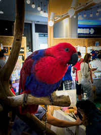 Close-up of parrot perching on man
