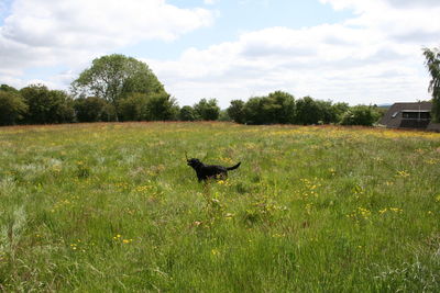 Trees on grassy field